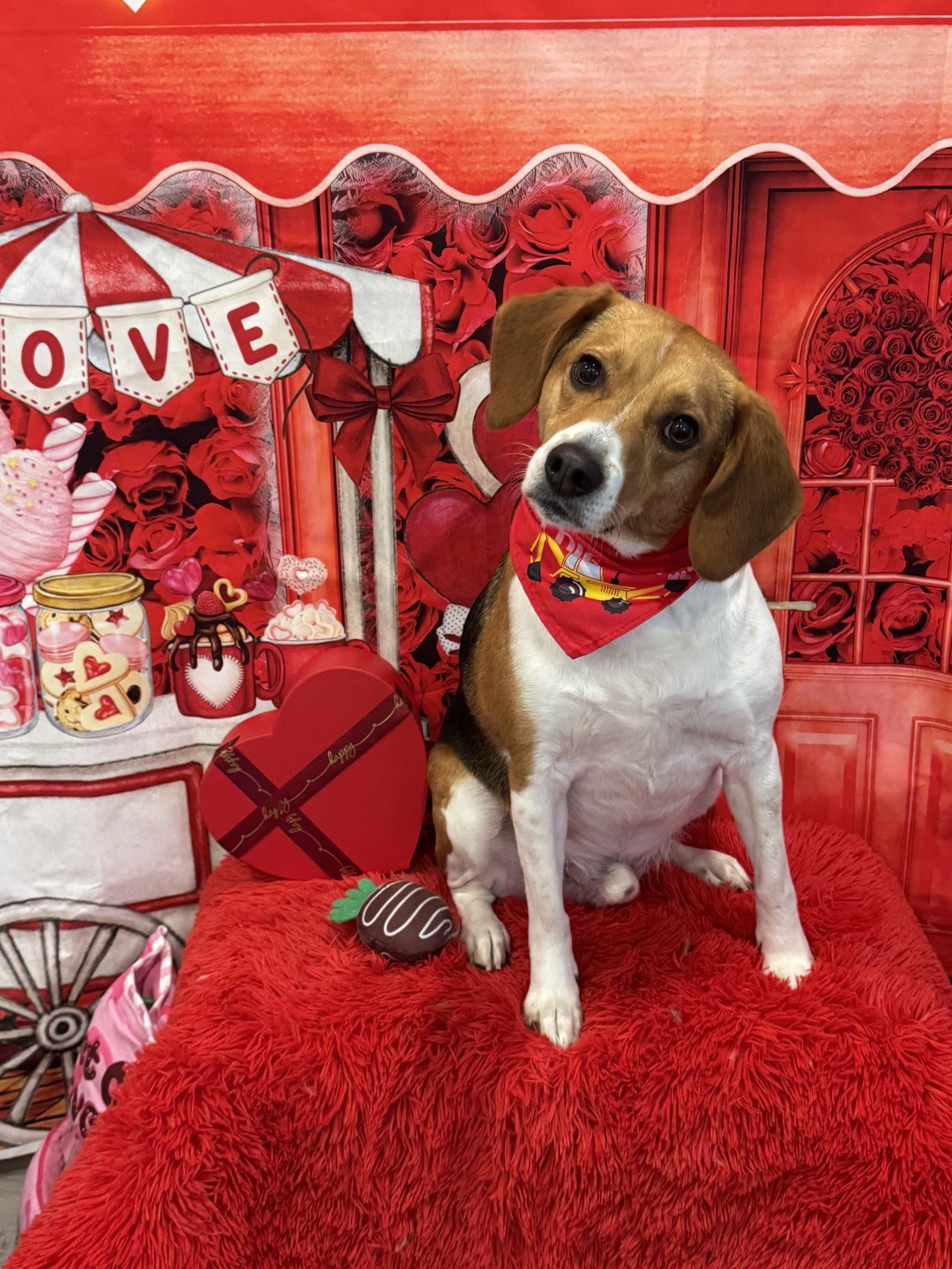 Local Fluff Sarah Jean's Ruff & Fluff | Local Vet Clinics