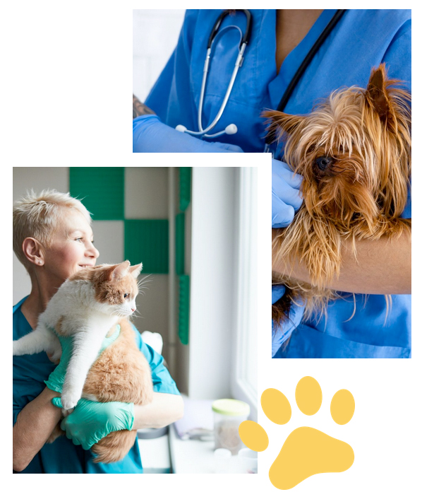 vetclinics