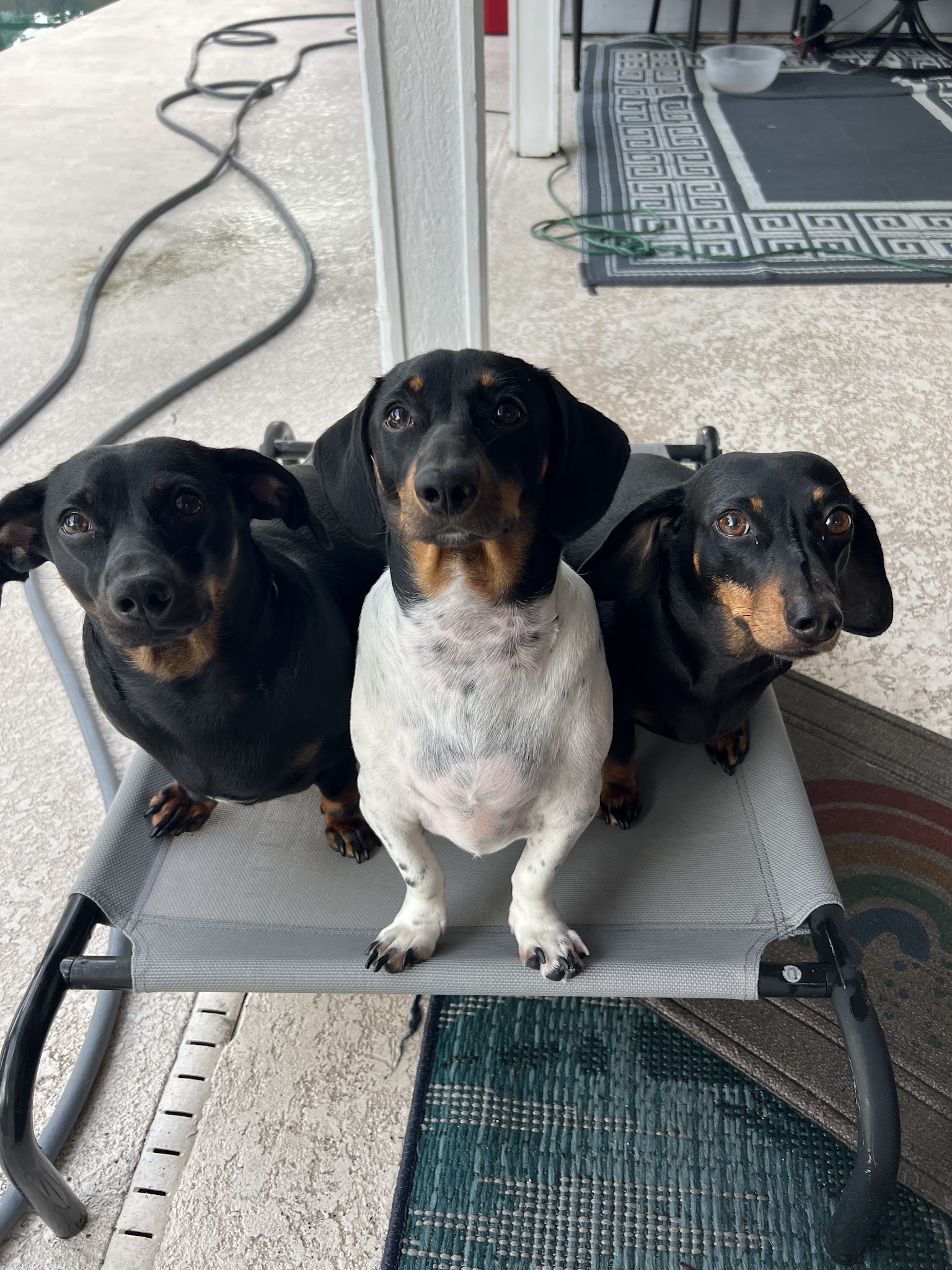 Local Howl Reviews Howl-Land Pet Grooming | Local Vet Clinics